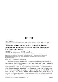 Встреча выводков большого крохаля Mergus merganser на реке Бухтарме в устье Тургусуна (Западный Алтай)