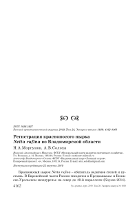 Регистрация красноносого нырка Netta rufina во Владимирской области