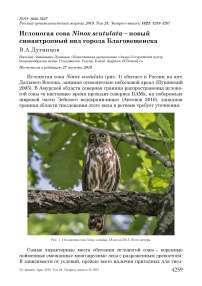 Иглоногая сова Ninox scutulata - новый синантропный вид города Благовещенска