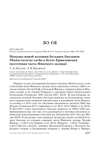 Находка новой колонии больших бакланов Phalacrocorax carbo в бухте Ермиловская (восточная часть Финского залива)