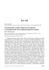 Гнездование огаря Tadorna ferruginea в центральной части Краснодарского края