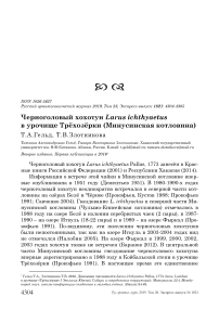 Черноголовый хохотун Larus ichthyaetus в урочище Трёхозёрки (Минусинская котловина)