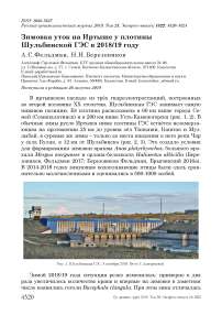 Зимовка уток на Иртыше у плотины Шульбинской ГЭС в 2018/19 году