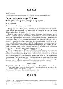 Зимняя встреча огаря Tadorna ferruginea на реке Ангаре в Иркутске