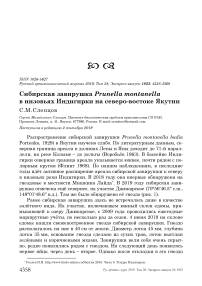 Сибирская завирушка Prunella montanella в низовьях Индигирки на северо-востоке Якутии