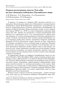 Первая регистрация сипухи Tyto alba на юго-западном побережье Каспийского моря