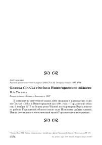 Оляпка Cinclus cinclus в Нижегородской области