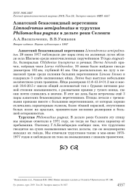 Азиатский бекасовидный веретенник Limnodromus semipalmatus и турухтан Philomachus pugnax в дельте реки Селенги