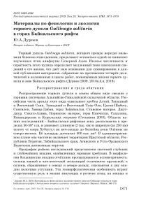 Материалы по фенологии и экологии горного дупеля Gallinago solitaria в горах Байкальского рифта