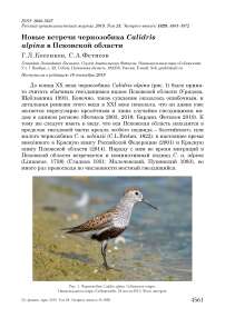 Новые встречи чернозобика Calidris alpina в Псковской области