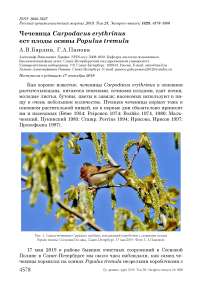 Чечевица Carpodacus erythrinus ест плоды осины Populus tremula
