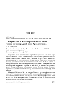 О встречах большого веретенника Limosa limosa в пригородной зоне Архангельска