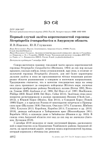 Первый случай залёта короткохвостой горлицы Streptopelia tranquebarica в Амурскую область