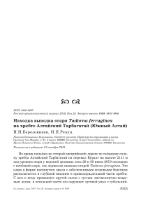 Находка выводка огаря Tadorna ferruginea на хребте Алтайский Тарбагатай (Южный Алтай)