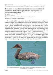 Питание и кормовое поведение черношейной поганки Podiceps nigricollis в прибрежной зоне Ялты (Крым)