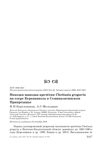 Находка выводка кречётки Chettusia gregaria на озере Кереванколь в Семипалатинском Прииртышье