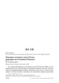 Зимовка лугового луня Circus pygargus на Северном Кавказе