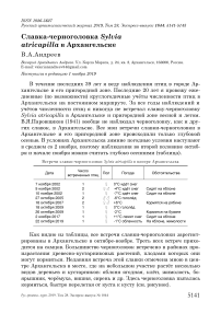 Славка-черноголовка Sylvia atricapilla в Архангельске