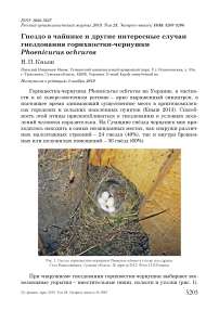 Гнездо в чайнике и другие интересные случаи гнездования горихвостки-чернушки Phoenicurus ochruros