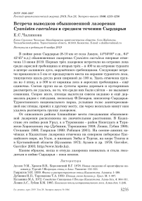 Встреча выводков обыкновенной лазоревки Cyanistes caeruleus в среднем течении Сырдарьи