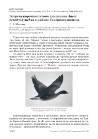Встреча короткоклювого гуменника Anser brachyrhynchus в районе Северного полюса