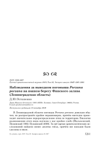 Наблюдения за выводком погоныша Porzana porzana на южном берегу Финского залива (Ленинградская область)