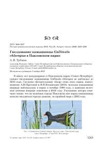 Гнездование камышницы Gallinula chloropus в Павловском парке