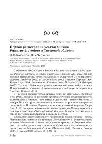 Первая регистрация усатой синицы Panurus biarmicus в Тверской области