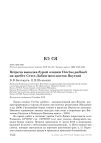 Встреча выводка бурой оляпки Cinclus pallasii на хребте Сетте-Дабан (юго-восток Якутии)