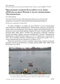 Предзимние встречи белолобого гуся Anser albifrons на реке Москве в музее-заповеднике "Коломенское"