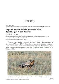 Первый случай залёта степного орла Aquila nipalensis в Якутию