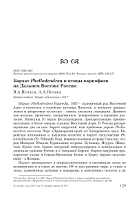 Бархат Phellodendron и птицы-карпофаги на Дальнем Востоке России