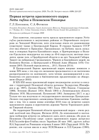 Первая встреча красноносого нырка Netta rufina в Псковском Поозерье