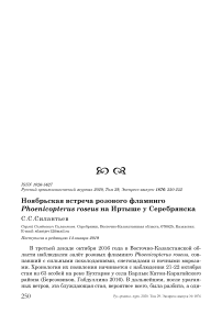 Ноябрьская встреча розового фламинго Phoenicopterus roseus на Иртыше у Серебрянска