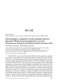 Гнездование и первый случай зимовки малого баклана Phalacrocorax pygmaeus в дельте Тентека на Алаколь-Сасыккольской системе озёр