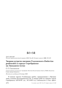 Зимняя встреча овсянки Годлевского Emberiza godlewskii в городе Серебрянске на Западном Алтае