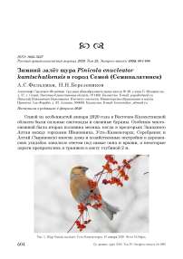 Зимний залёт щура Pinicola enucleator kamtschatkensis в город Семей (Семипалатинск)