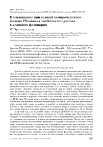 Насиживание яиц самкой семиреченского фазана Phasianus colchicus mongolicus в условиях фазанария