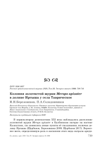 Колония золотистой щурки Merops apiaster в долине Иртыша у села Таврическое