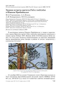 Зимняя встреча кречета Falco rusticolus в Южном Прибайкалье