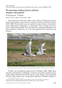 Реликтовая чайка Larus relictus меняет гнездовья?