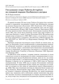 Гнездование огаря Tadorna ferruginea на северной окраине Калбинского нагорья