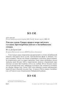 Гнездо удода Upupa epops в норе жёлтого суслика Spermophilus fulvus в Актюбинских степях