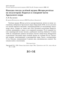 Находка гнезда зелёной щурки Merops persicus на полуострове Каратуп в северной части Аральского моря