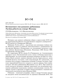 Нетипичное гнездование рябинника Turdus pilaris на севере Москвы