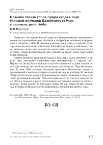 Находка гнезда удода Upupa epops в норе большой песчанки Rhombomys opimus в низовьях реки Эмбы