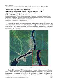 Встречи куликов в районе нижнего бьефа Саяно-Шушенской ГЭС