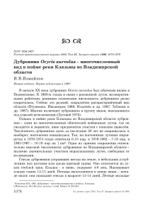 Дубровник Ocyris aureolus - многочисленный вид в пойме реки Клязьмы во Владимирской области