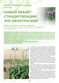 Новый объект стандартизации: Лук Афлатунский