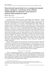 Енисейский пролётный путь и репродуктивный ареал таёжного гуменника Anser fabalis Middendorffii на примере Туруханского района Красноярского края